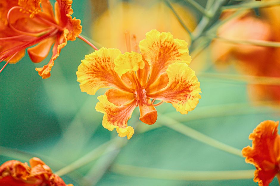 Emancipation Day: August 1 Flower Traditions in T and T
