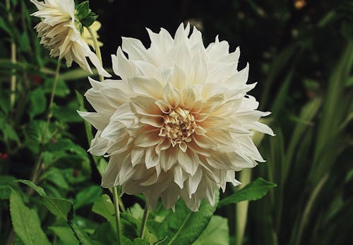 Free White Flower in Macro Shot Stock Photo
