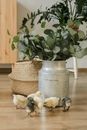 Green Plant on Brown Clay Pot