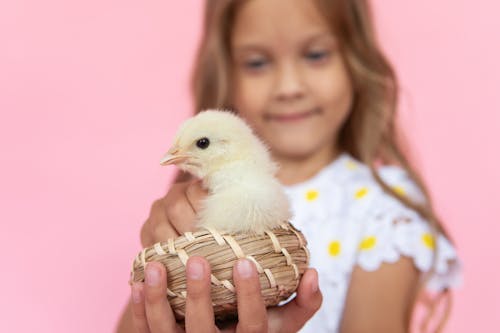 Free Little Girl Holding a Chick  Stock Photo