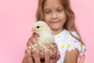 Little Girl Holding a Chick 