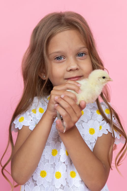 닭, 병아리, 소녀의 무료 스톡 사진