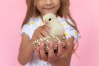 Woman Holding White Chick on Her Hand