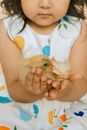 Yellow Chick on Persons Hand