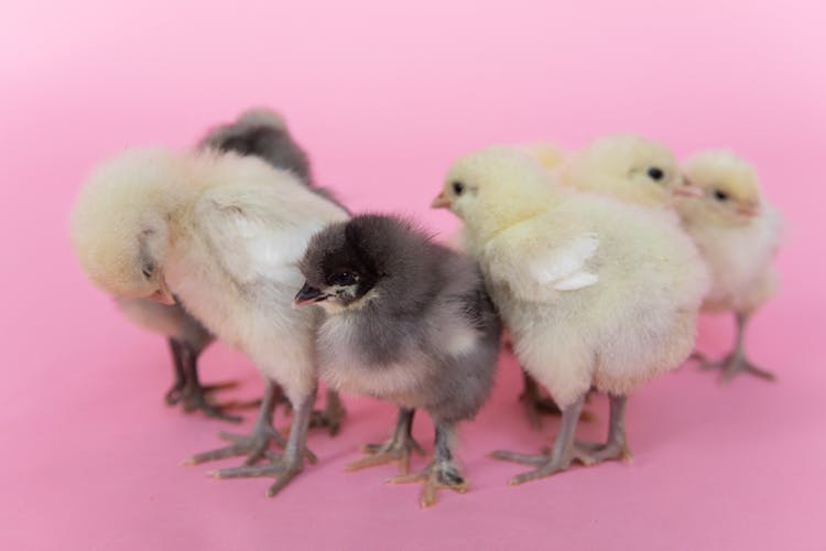 Chicken On Pink Background