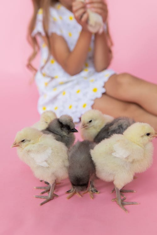 Gratis stockfoto met baby, beesten, chicks Stockfoto