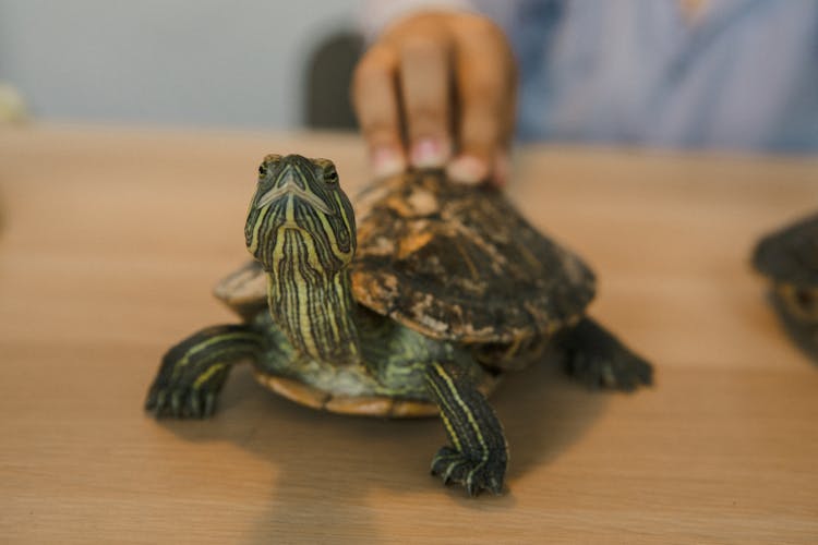 Close-up Of A Red-eared Slider Turtle