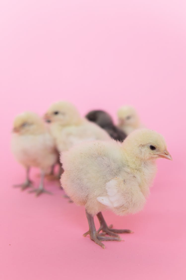 Baby Chickens On Pink Background