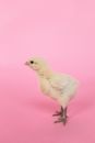 White Bird on Pink Textile