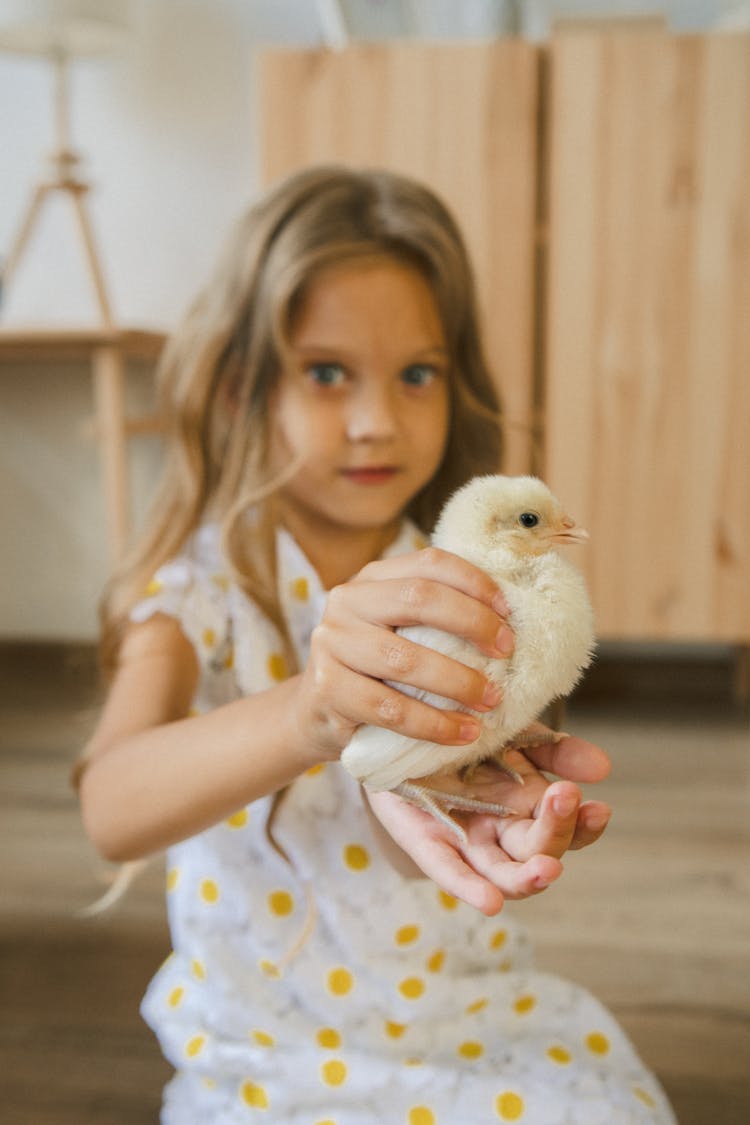 Little Girl Holding Yellow Chicken