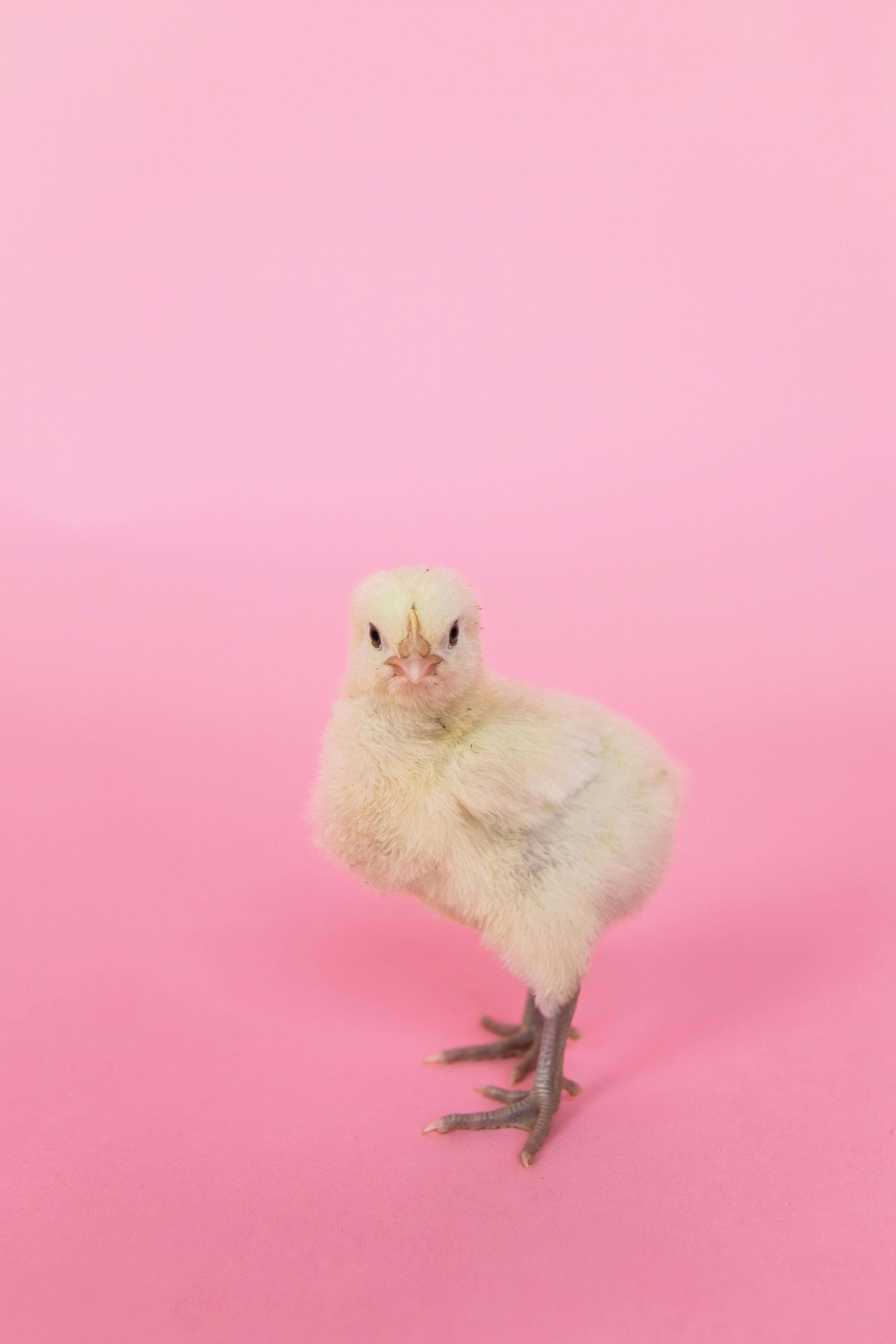 baby chicks wallpaper