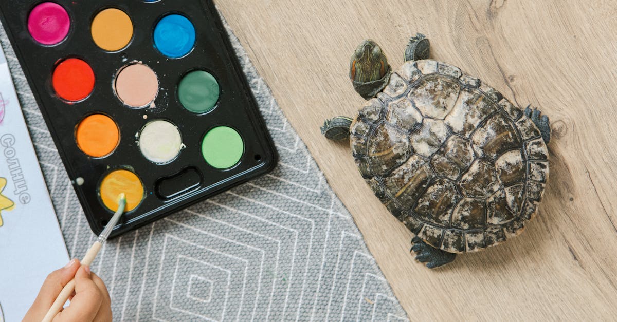 Turtle next to Watercolor Paints