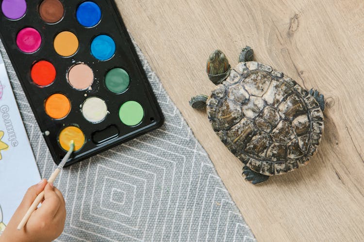 Turtle Next To Watercolor Paints