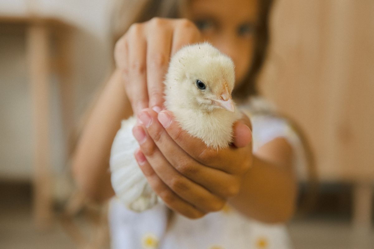 A young girl gently holding a fluffy hen in her hands