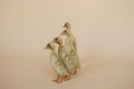 Two White Birds on White Surface
