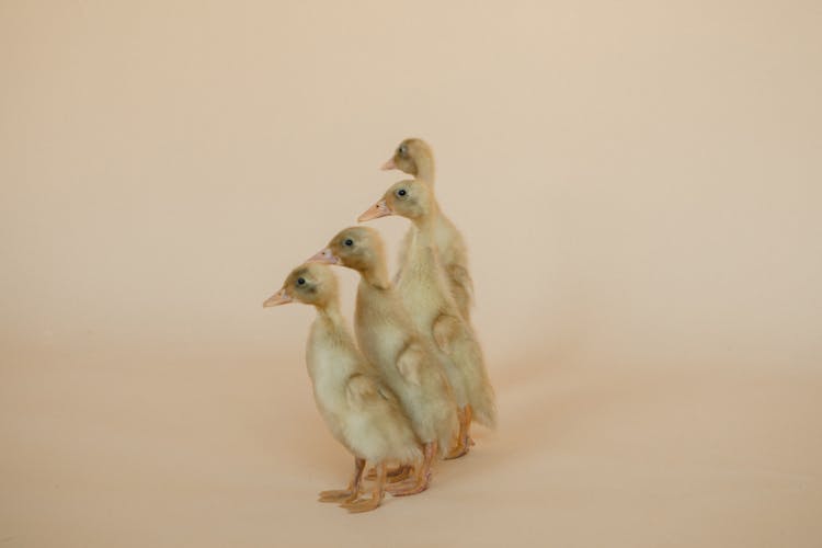 Ducklings Standing In Row On Studio Background