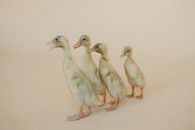 3 White Duck on White Sand