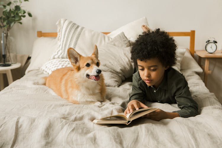 Little Boy Lying In Bed With A Corgi Dog 