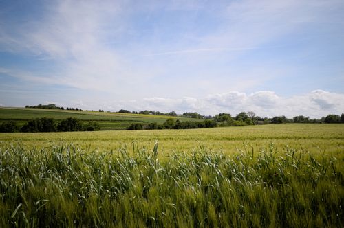 Free Vibrant green field under a clear blue sky in Arromanches-les-Bains, Normandy. Stock Photo