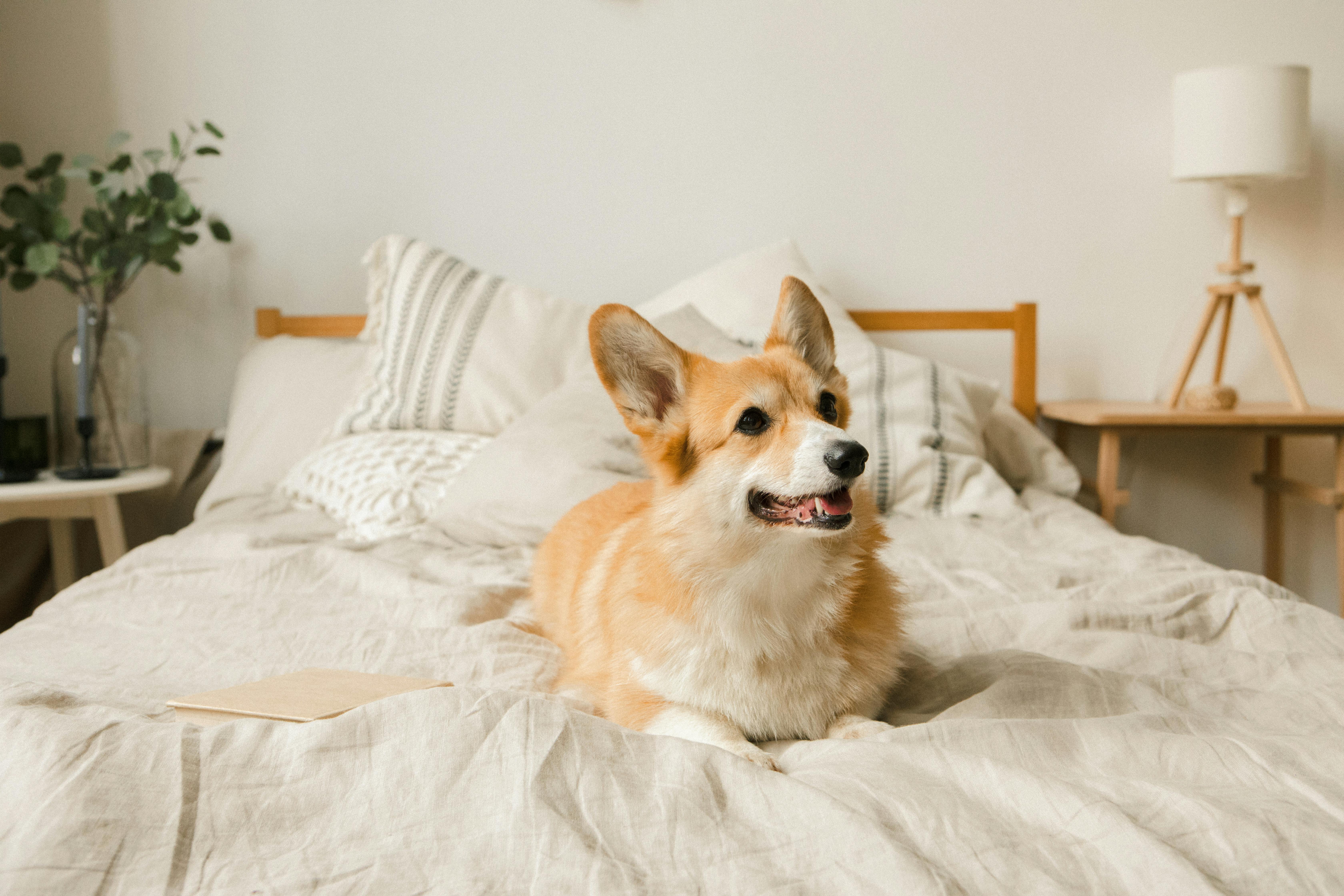 Corgi 2025 in bed