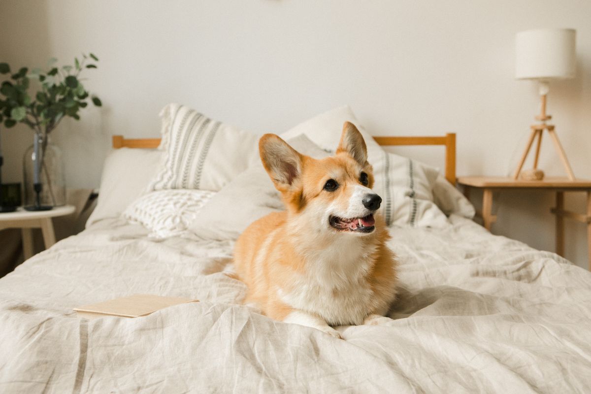 A bright bedroom scene with a small dog on a bed, matching the morning check moment after overnight diaper use.