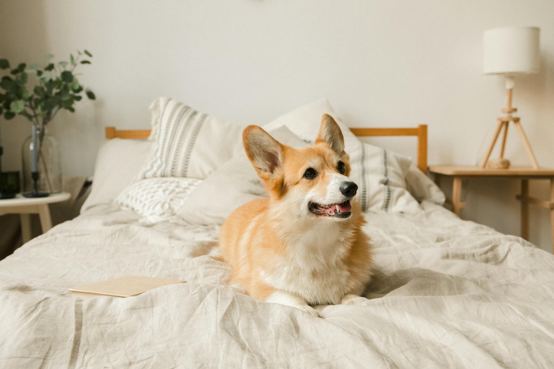 Cute Corgi Dog Lying in Bed