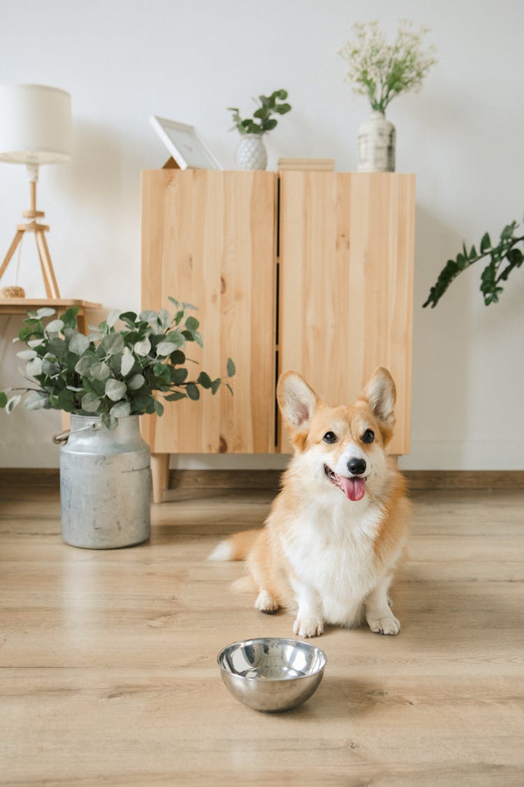 Happy Dog Sitting Next To Plate