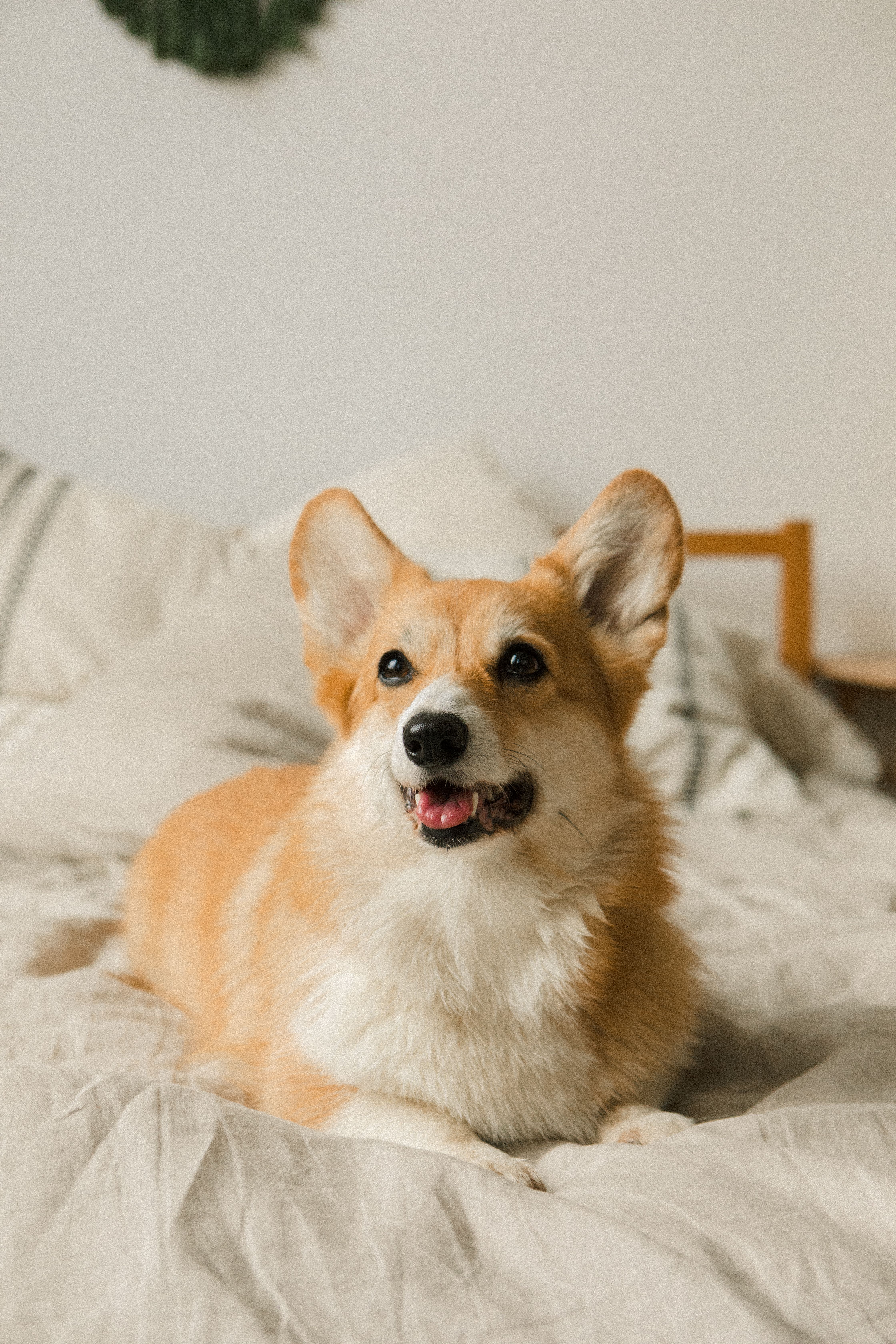一只可爱的柯基犬正躺在屋里舒适的床上，顽皮地展示着它毛茸茸的耳朵
