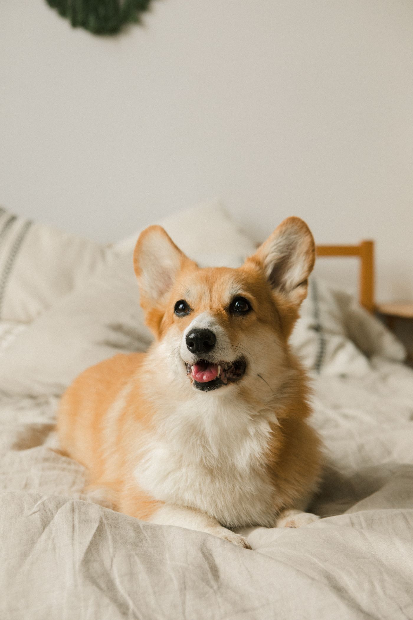 Chó Corgi nằm nghỉ trên giường trong nhà, minh họa Corgi làm quen không gian lưu trú Pet Hotel