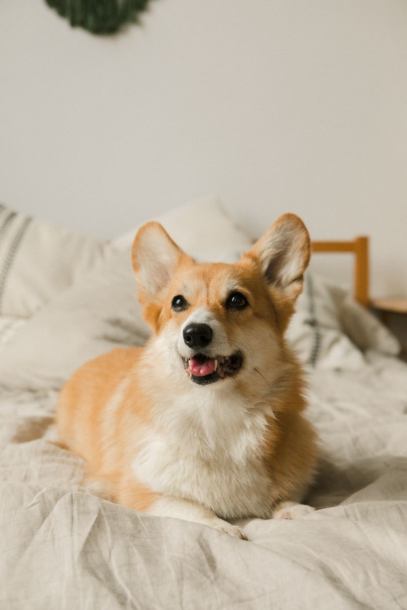Piper - photo 1