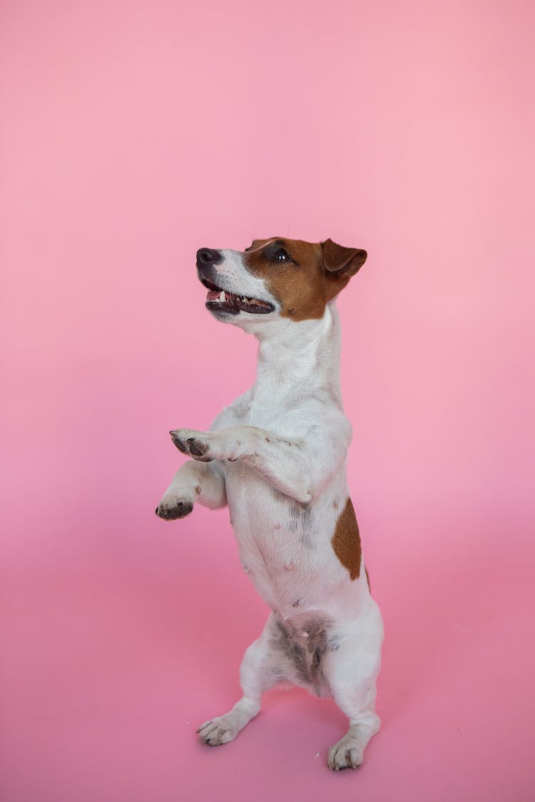 Jack Russel Terrier Jumping On Pink Background