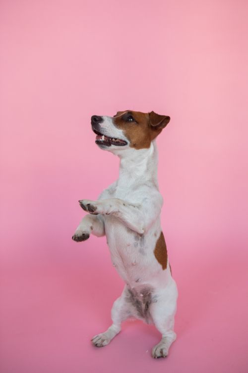 Free Delightful Jack Russell Terrier posing against a vibrant pink backdrop, full of charm and energy. Stock Photo