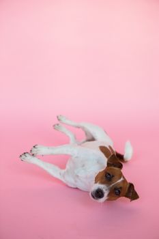 一只可爱的杰克罗素梗犬小狗，顽皮地躺在背景为充满活力的粉红色工作室里