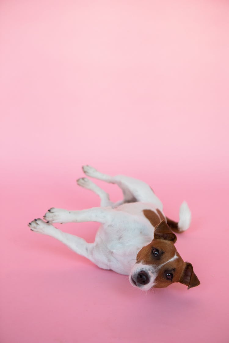 Funny Dog Lying On Pink Studio Background