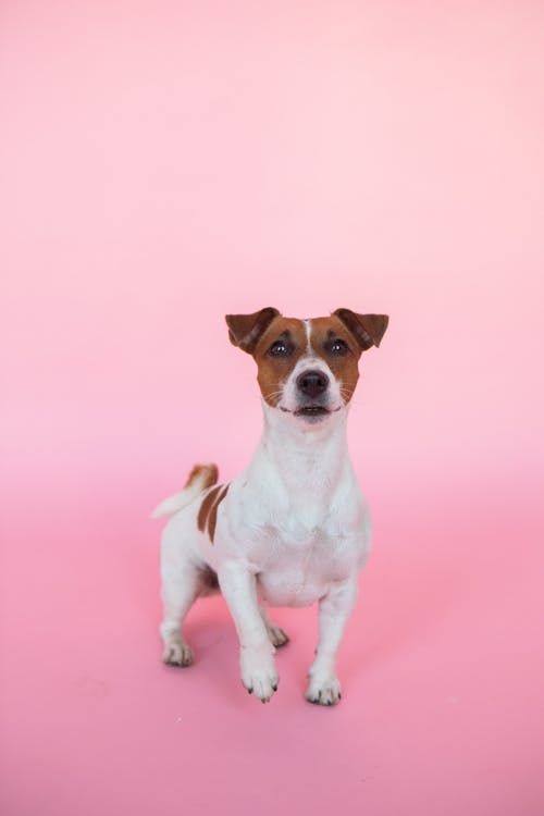 Portrait of Jack Russel Dog on Pink Background