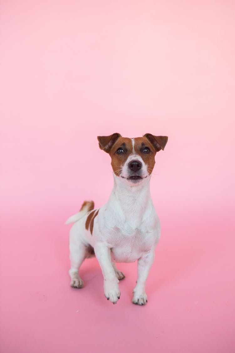 Portrait Of Jack Russel Dog On Pink Background