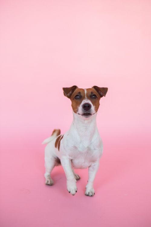 Free Portrait of a Jack Russell Terrier puppy on a vibrant pink studio background. Stock Photo