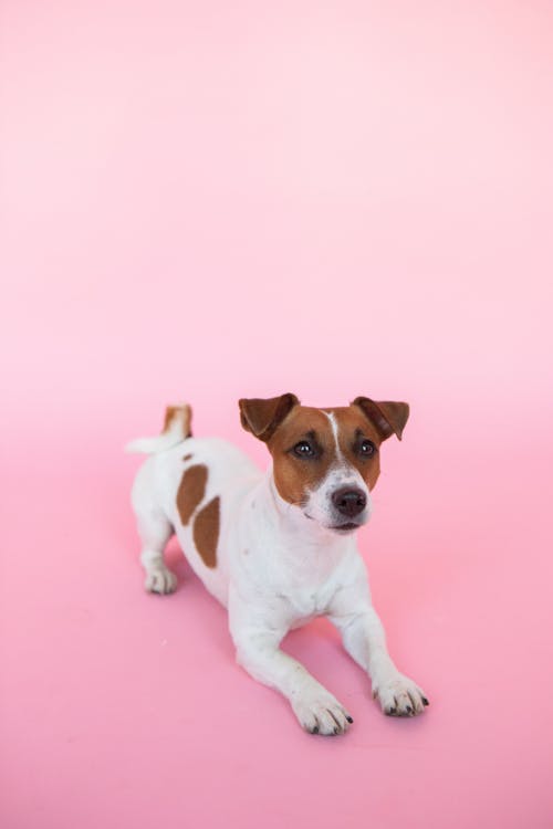 Little Dog on Pink Background