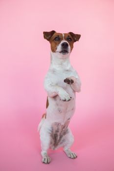 在粉红色的背景下，可爱的杰克拉塞尔梗犬用两条腿站立，展示着它顽皮的行为