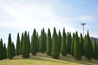 Green Pine Trees Under White Sky