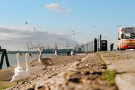 Birds on Dam near Water