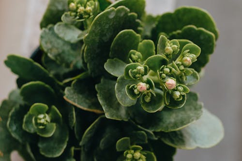 Close Up Photo of a Blooming Succulent Plant