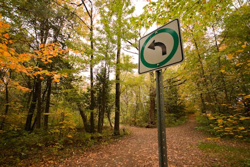 Sign in Autumn Forest
