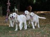 3 White Short Coated Dogs on Brown Ground