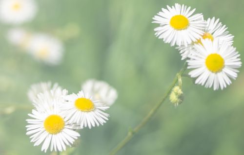 Free Beautiful close-up of white daisies with yellow centers in a soft-focus, natural setting. Stock Photo