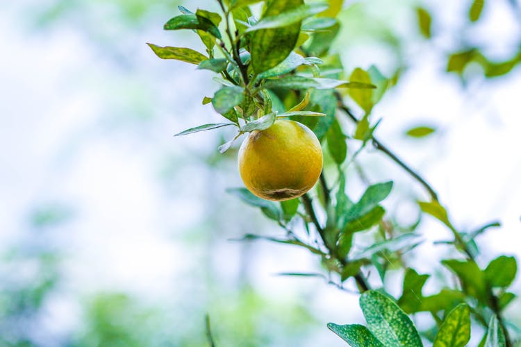 Orange Fruit On Tree