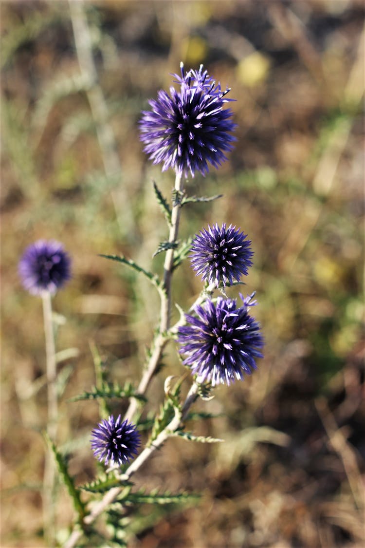 Blooming Globe Thistle Flowers