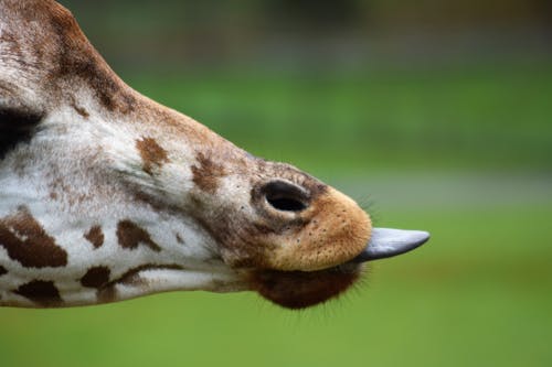 Kostenloses Stock Foto zu baby giraffe, der grünen wiese, girafa caminhando