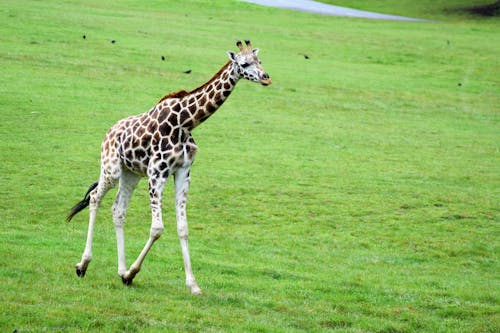 Kostenloses Stock Foto zu baby giraffe, der grünen wiese, girafa caminhando