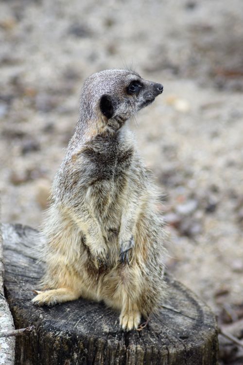 Free Close-up of a meerkat standing on a tree stump, showcasing its natural alert posture. Stock Photo